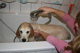 BAIN - GOLDEN RETRIEVER 067